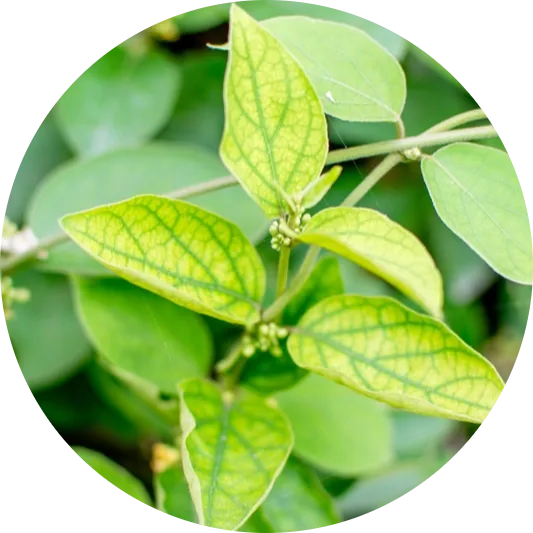 Bright green gymnema leaves on a vine