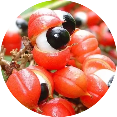 Red guarana fruits split open to show dark seeds